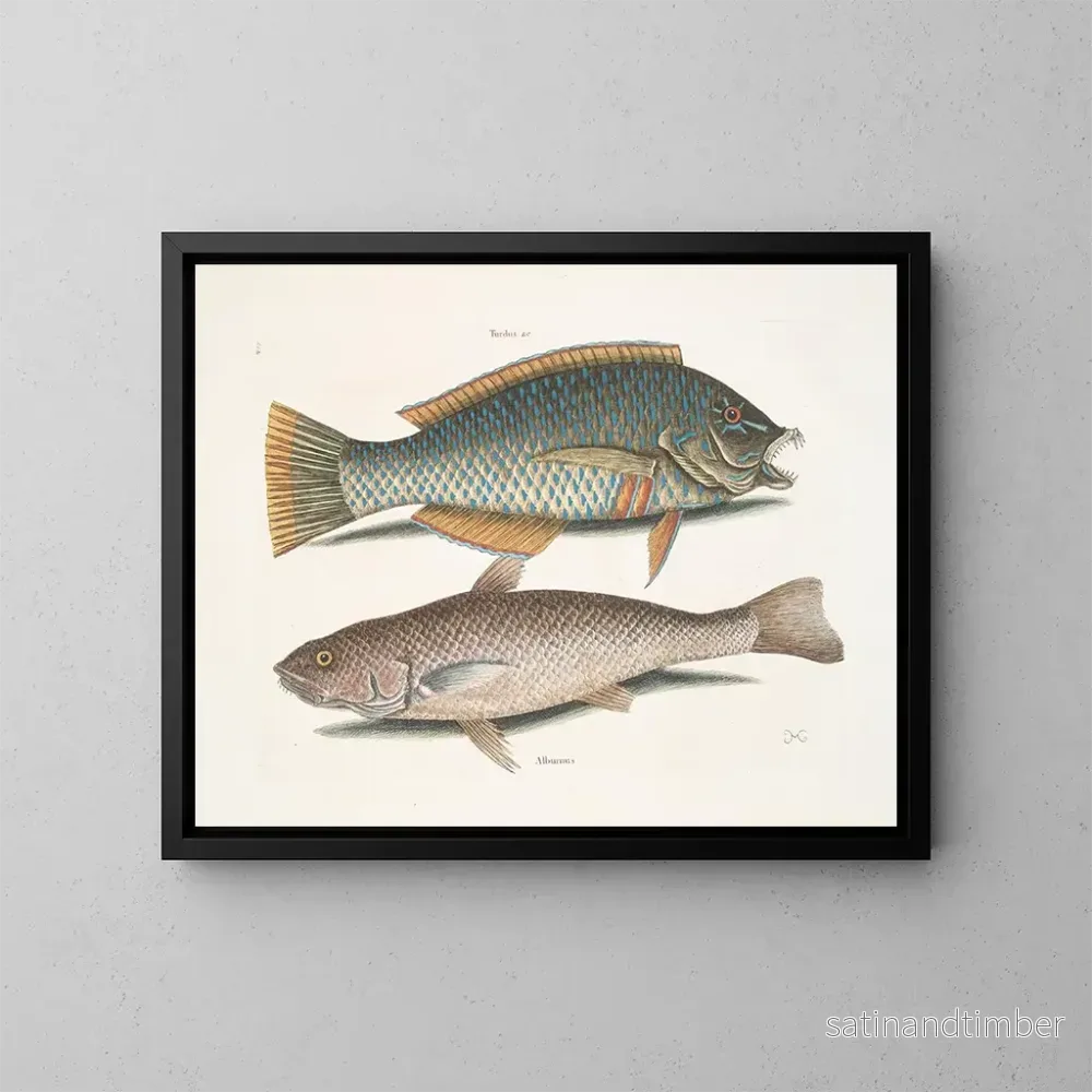 Reproduktion av målningen Le merle et le pudding américain, le whiting de Caroline – Mark Catesby Reproduktion av målningen Le merle et le pudding américain, le whiting de Caroline – Mark Catesby