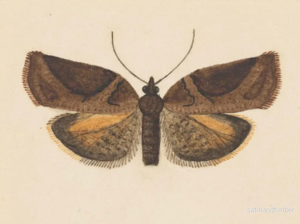 Reproduktion av målningen akvarell av entomologi Pl056 - George Hudson - Bild 2