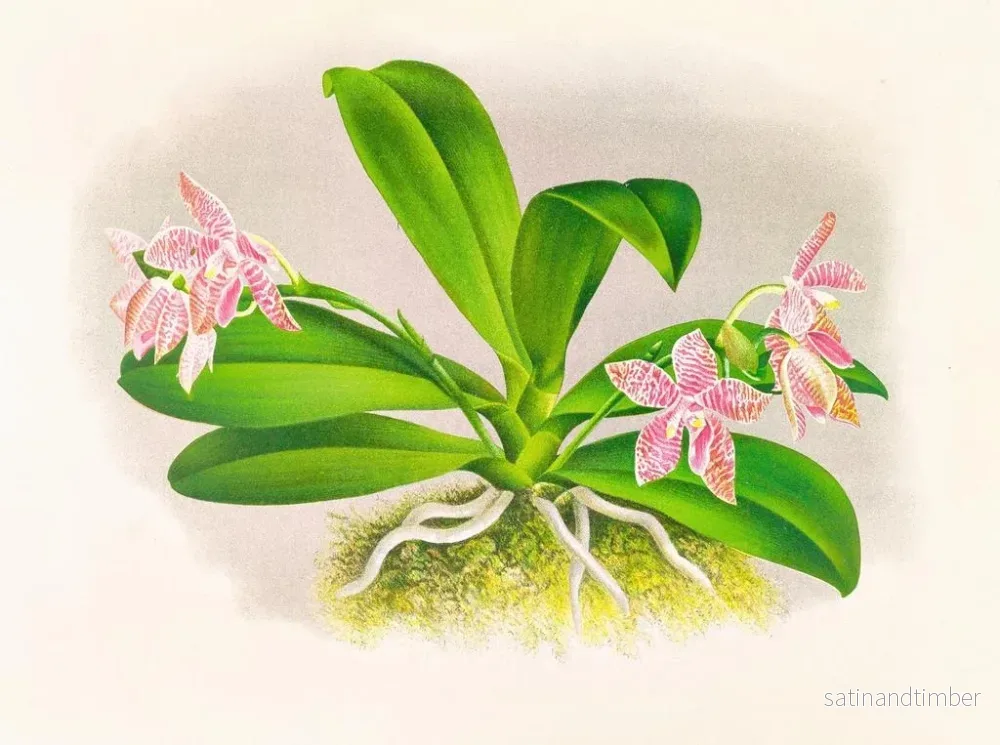 Reproduktion av målningen Phalaenopsis luddemanniana - Jean Jules Linden - Bild 2