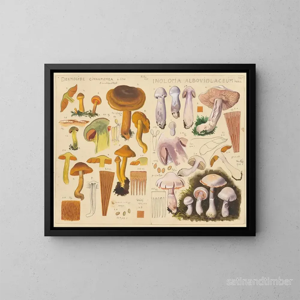 Reproduktion av målningen Dermocybe cinnamomea Inoloma alboviolaceum - Hans Baldung