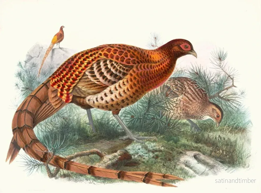 Reproduktion av målningen Phasianus Soemmerringii - Joseph Smit - Bild 2