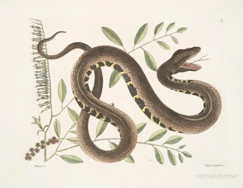 Reproduktion av målningen Frutex och Vipera Aquatica - Mark Catesby - Bild 2