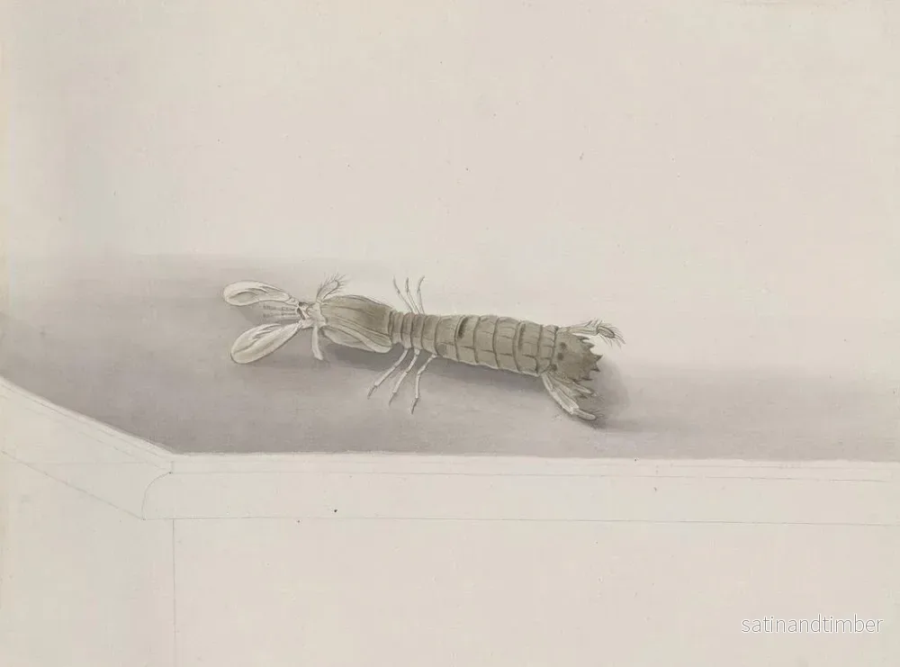 Reproduktion av målningen Histoire naturelle de Saint-Domingue Pl131 - René de Rabi - Bild 2