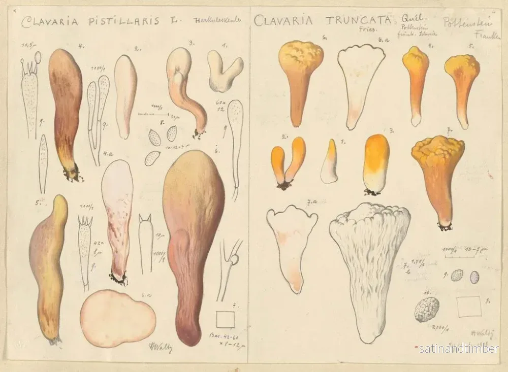 Reproduktion av målningen Clavaria pistillaris och Clavaria truncata - Hans Baldung - Bild 2