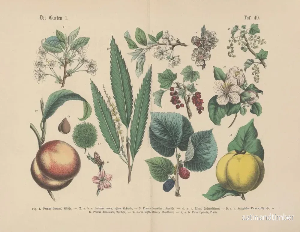 Reproduktion av målningen Manuel praktisk botanikkonsttryck i ord och bilder Pl49 - Carl Hoffmann - Bild 2