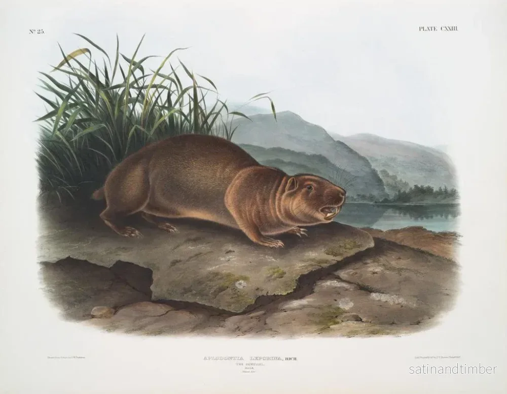 Reproduktion av målningen Aplodontie leporine, le Sewellel, storlek i naturlig storlek - John Woodhouse Audubon - Bild 2