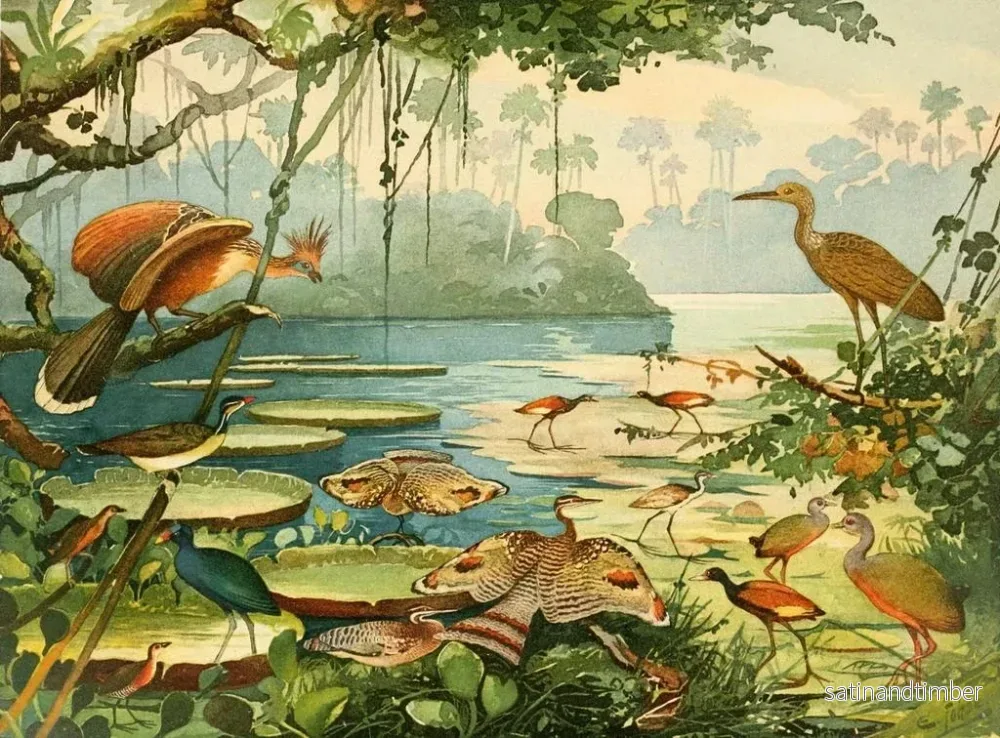 Reproduktion av målningen Cigane Pavo du Par Caro Piaoca Saracura Aan Ipequy - Emil August Göldi - Bild 2