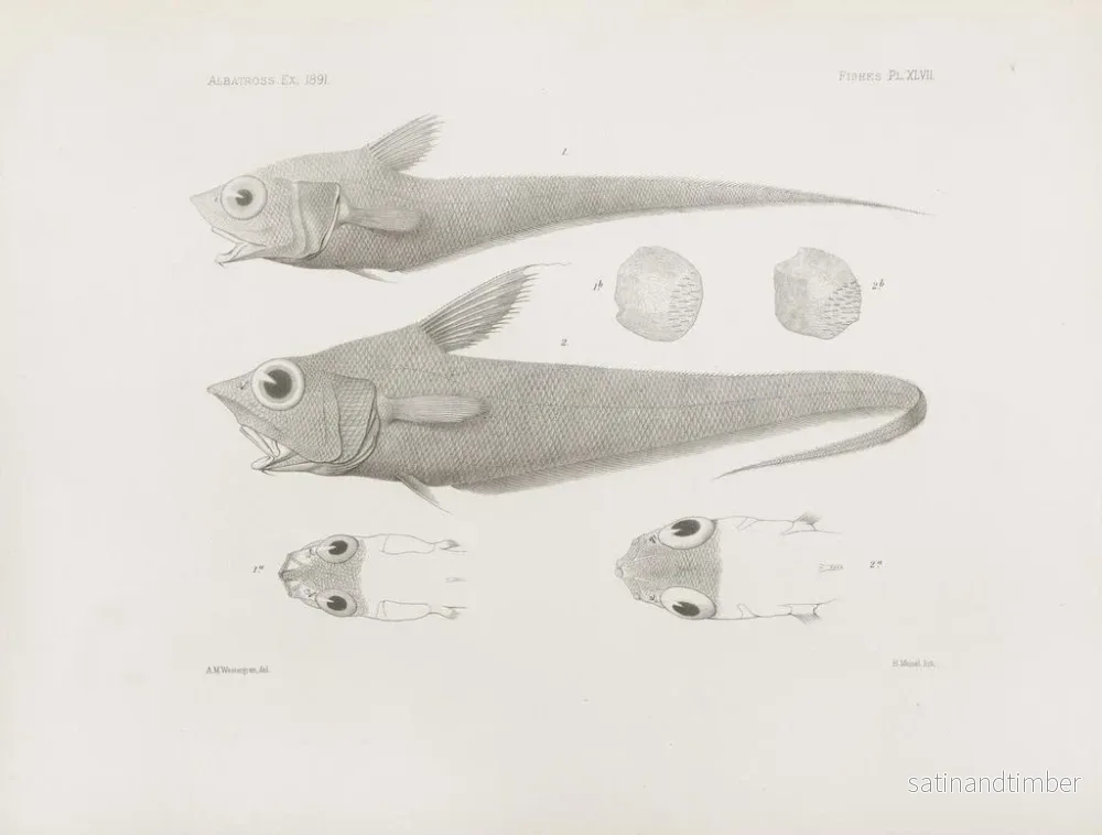 Reproduktion av målningen Mémoires du Muséum de zoologie comparée de Harvard College Pl47 - Musée de Zoologie Comparée de l'Université Harvard - Bild 2
