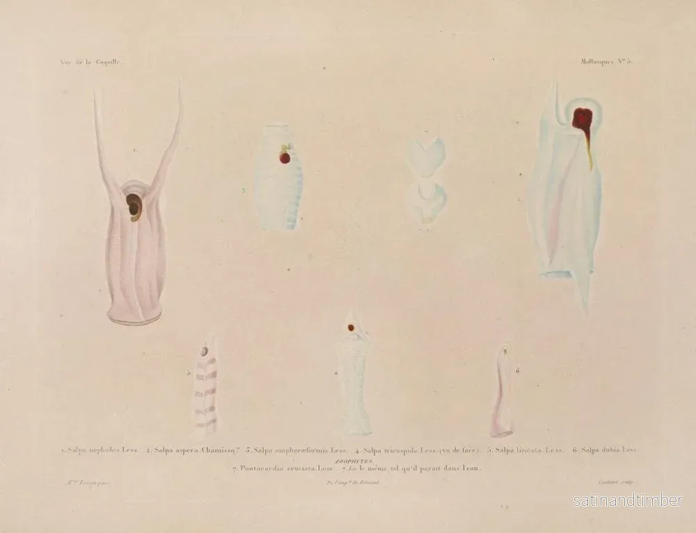 Resa runt världen — plansch 050 — Louis-Isidore Duperrey - Bild 2