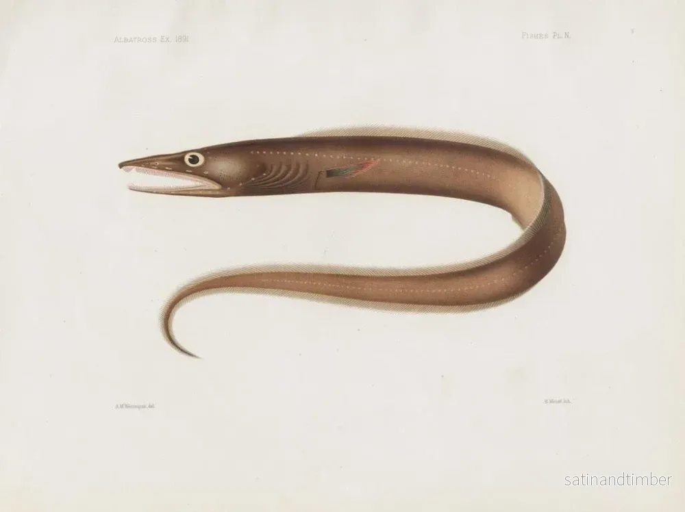 Reproduktion av målningen Mémoires du Muséum de zoologie comparée de Harvard College Pl97 - Musée de Zoologie Comparée de l'Université Harvard - Bild 2