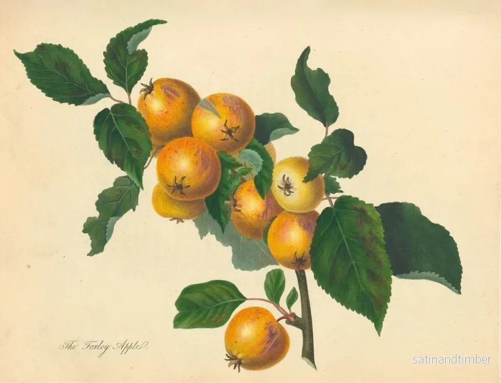 Reproduktion av målningen Pomme de Foxley - Thomas Andrew Knight - Bild 2