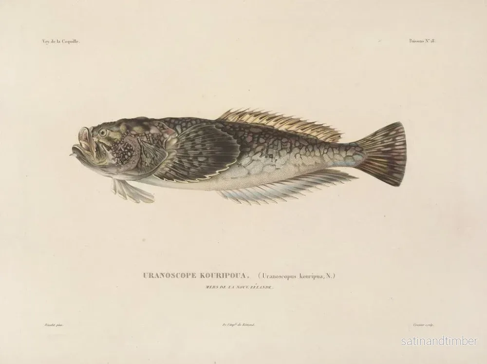 Resa runt världen — plansch 025 — Louis-Isidore Duperrey - Bild 2
