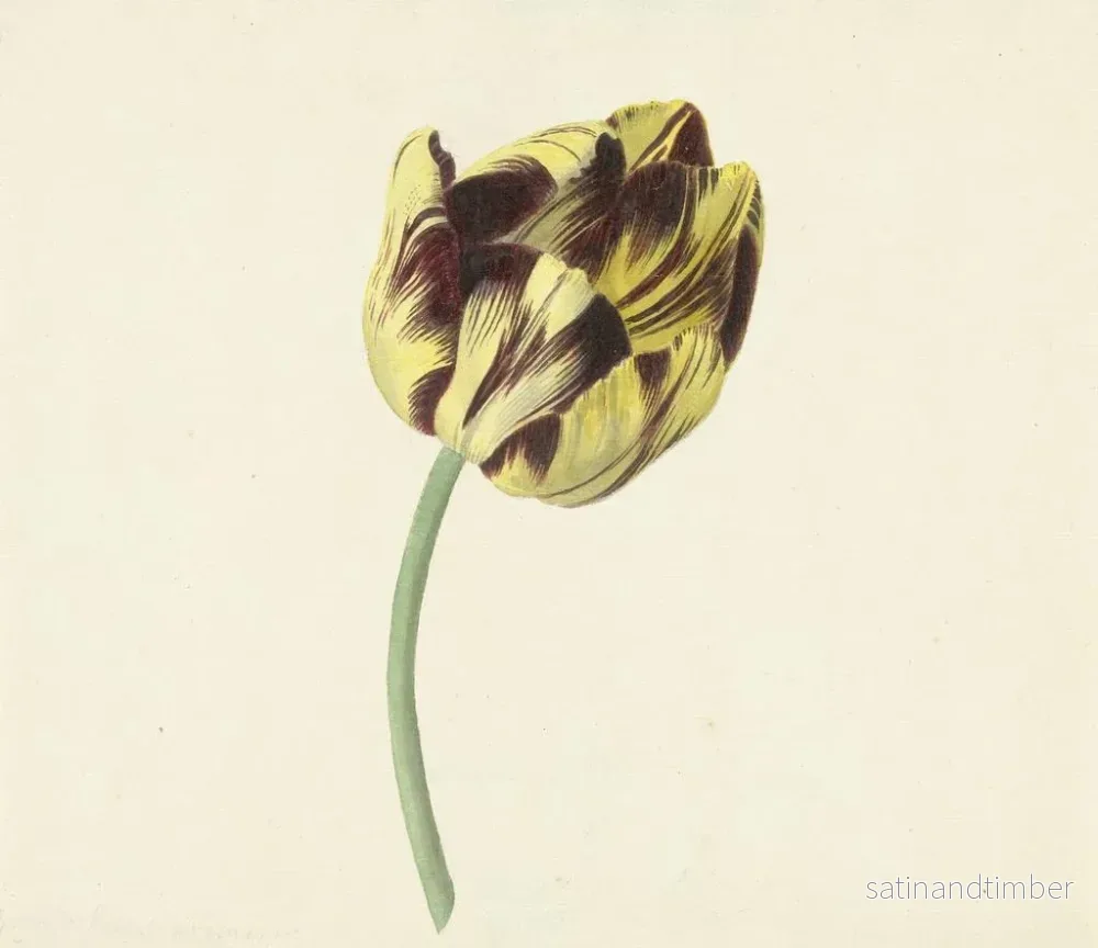 Reproduktion av målningen Tulipa kallad Bizard Pontife Romain - Cornelis van Noorde - Bild 2