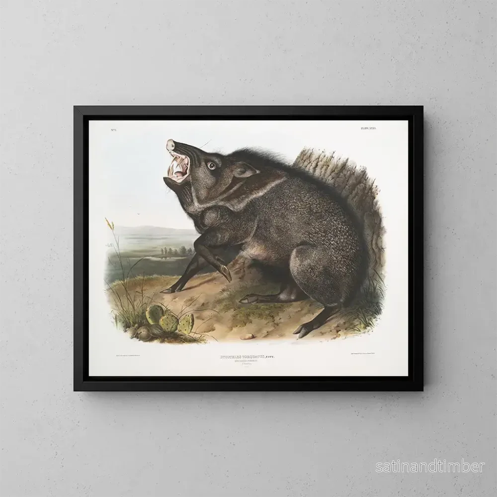 Reproduktion av målningen av Peccary med halsband, hane - John Woodhouse Audubon
