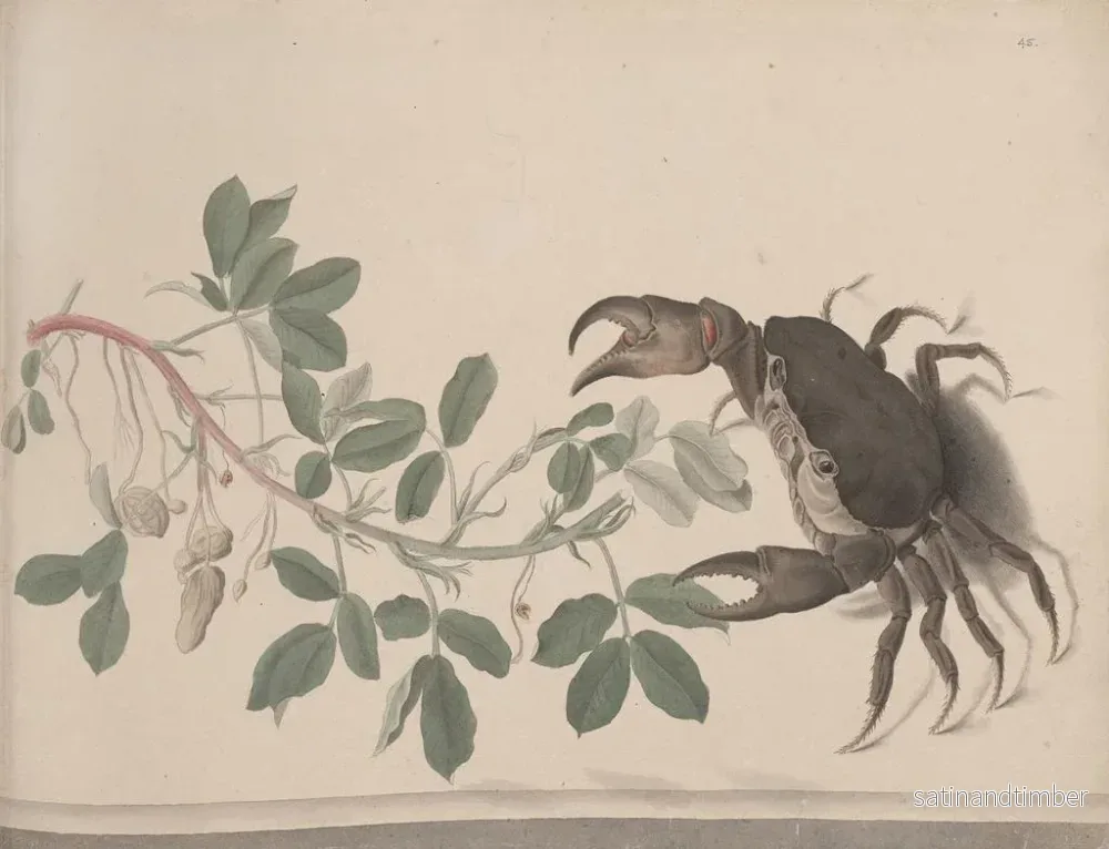Reproduktion av målningen Histoire naturelle de Saint-Domingue Pl. 177 - René de Rabi - Bild 2