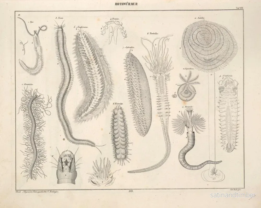 Reproduktion av målningen Illustrationer av den allmänna naturhistorien av Oken för alla tillstånd Pl075 - Lorenz Oken - Bild 2