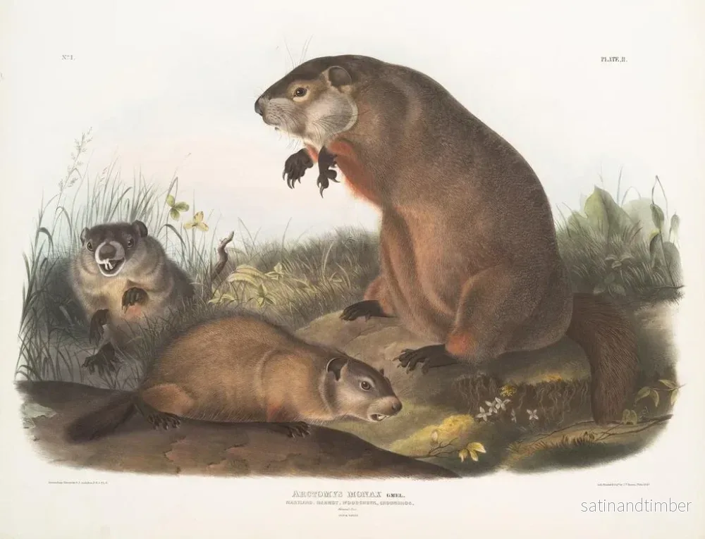 Reproduktion av målningen Marmotte du Maryland - John Woodhouse Audubon - Bild 2