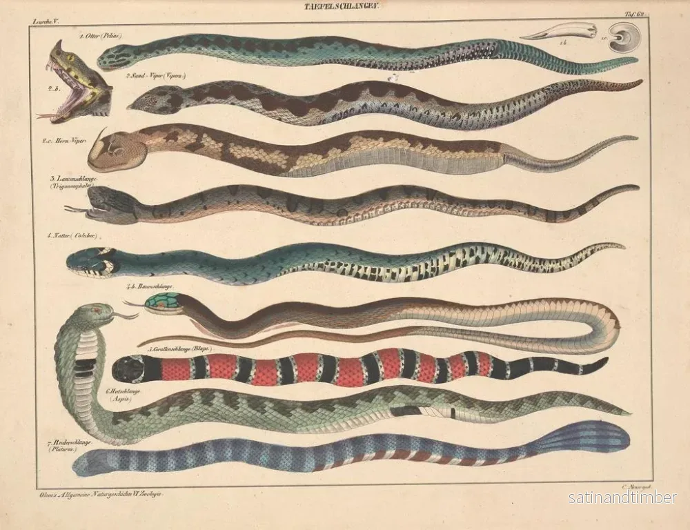 Reproduktion av målningen Illustrationer av den allmänna naturhistorien av Oken för alla tillstånd Pl108 - Lorenz Oken - Bild 2