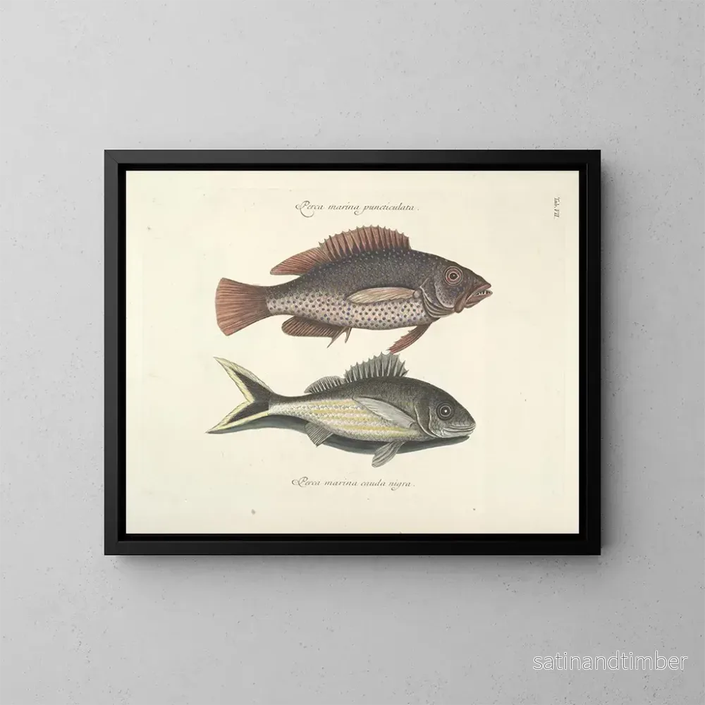Reproduktion Bilder av fisk, ormar, insekter – Mark Catesby — plansch 007