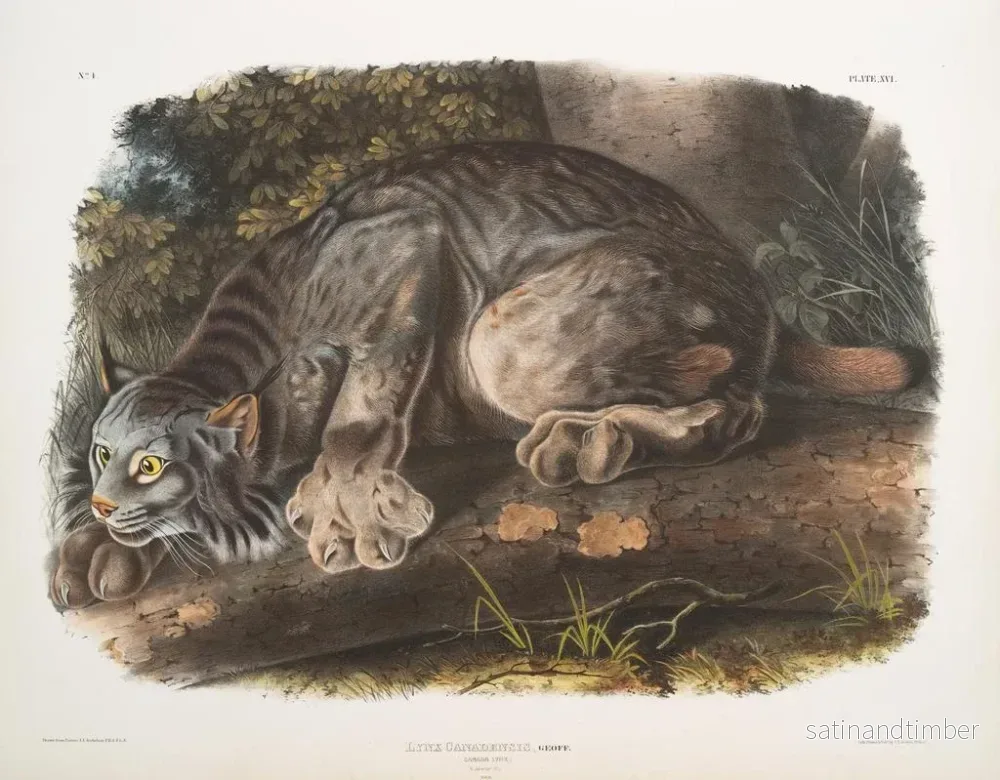 Reproduktion av målningen Lynx du Canada mâle - John Woodhouse Audubon - Bild 2