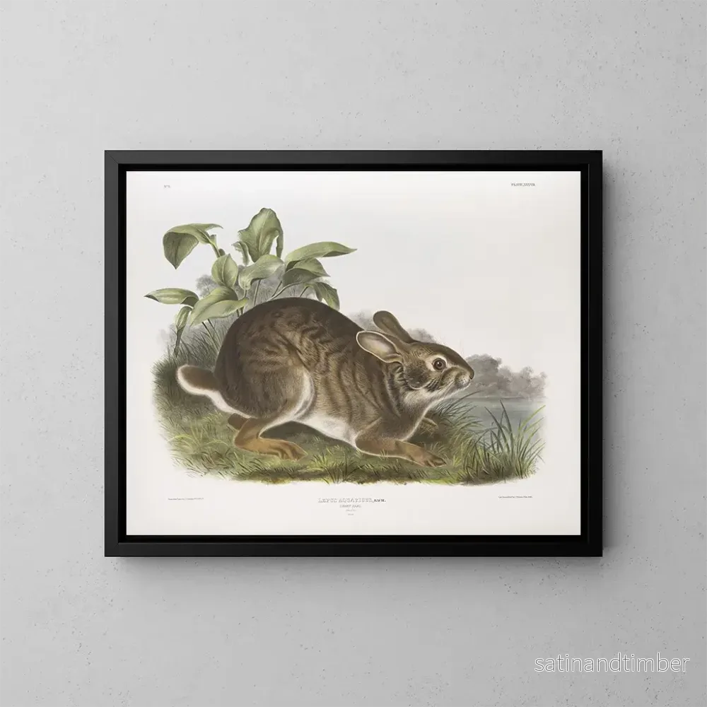 Reproduktion av målningen av vattenhare i naturlig storlek, hane - John Woodhouse Audubon