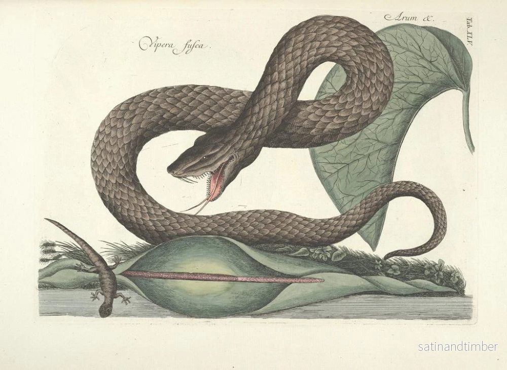 Reproduktion av målningen Bilder av fiskar, ormar, insekter och andra djur samt vissa växter Pl045 - Mark Catesby - Bild 2