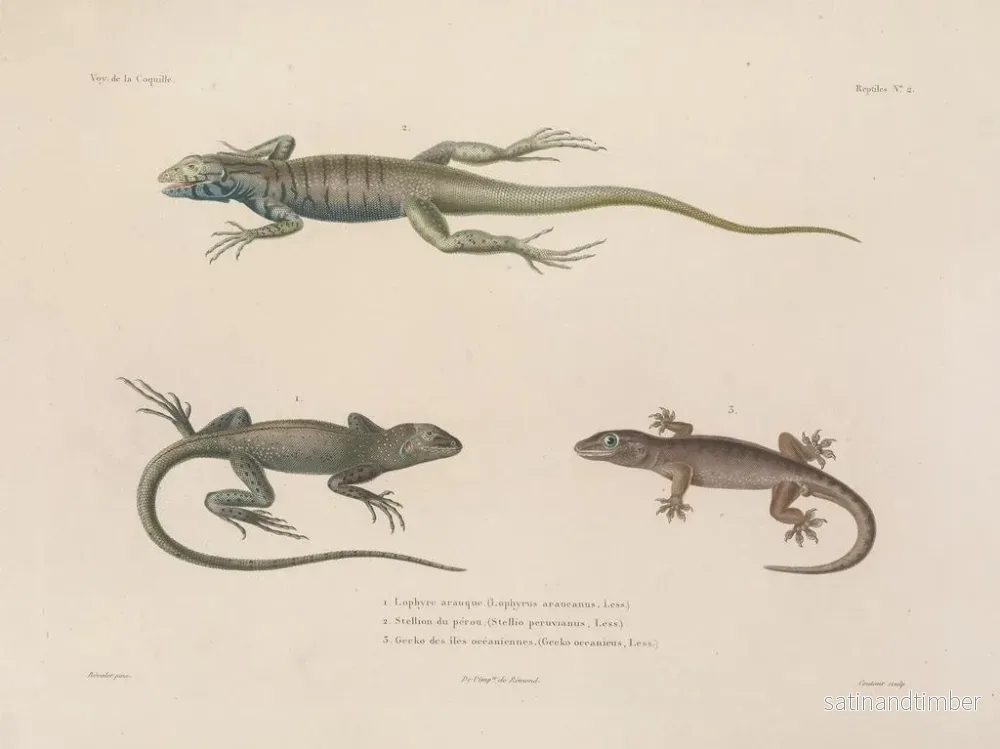 Resa runt världen — plansch 002 — Louis-Isidore Duperrey - Bild 2