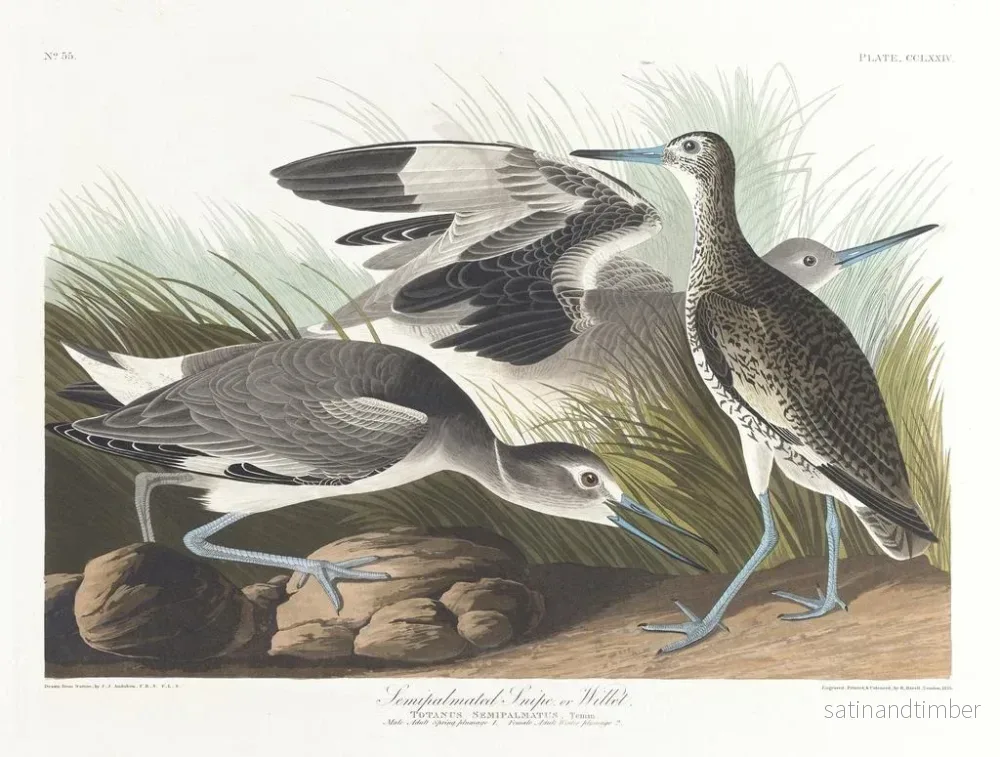 Reproduktion av målningen Bécassine semipalmée eller willet - John James Audubon - Bild 2