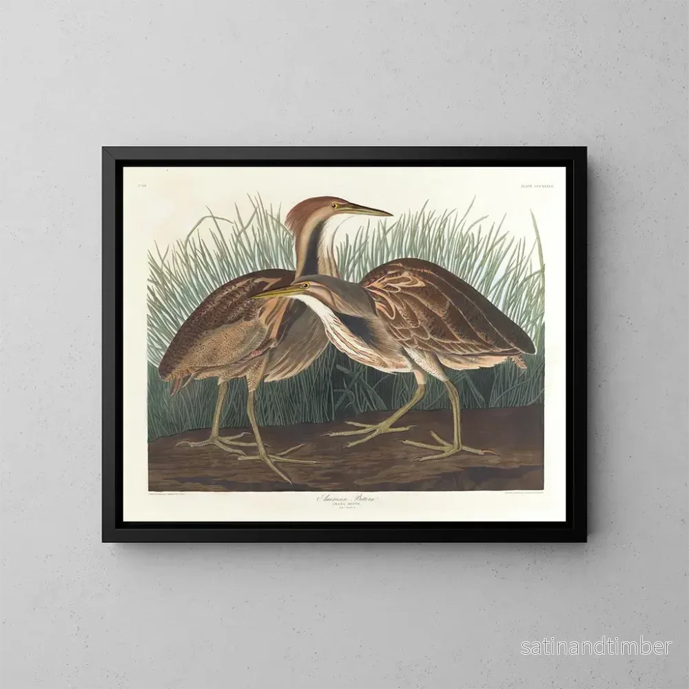 Reproduktion av målningen Butor d'Amérique - John James Audubon