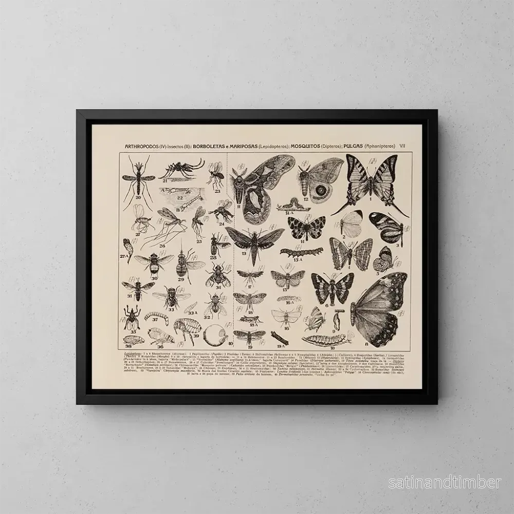 Reproduktion av målningen Atlas de la faune du Brésil Pl07 - Rodolpho von Ihering