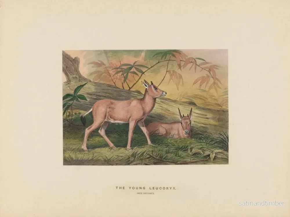 Reproduktion av målningen Le jeune leucoryx - Joseph Wolf - Bild 2