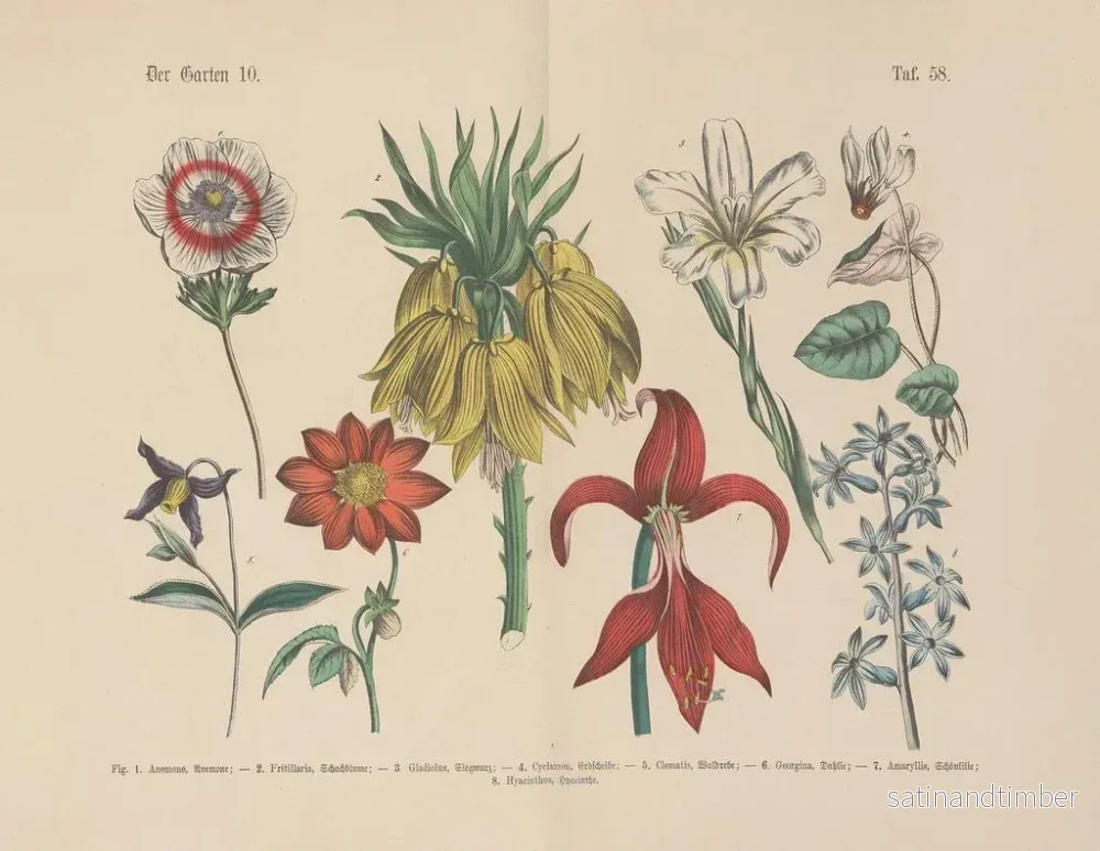 Reproduktion av målningen Manuel de botanique pratique en mots et en images Pl58 - Carl Hoffmann - Bild 2