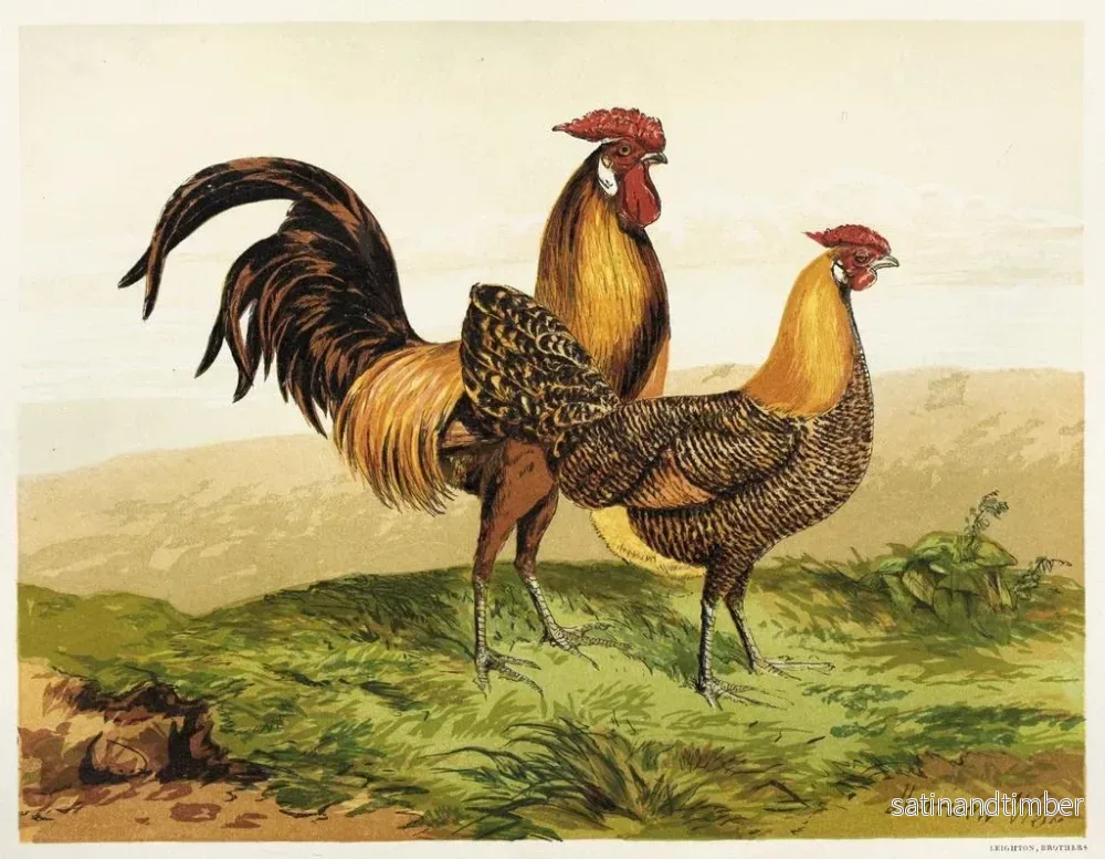 Reproduktion av målningen Hambourgs dorés au crayon - Harrison Weir - Bild 2