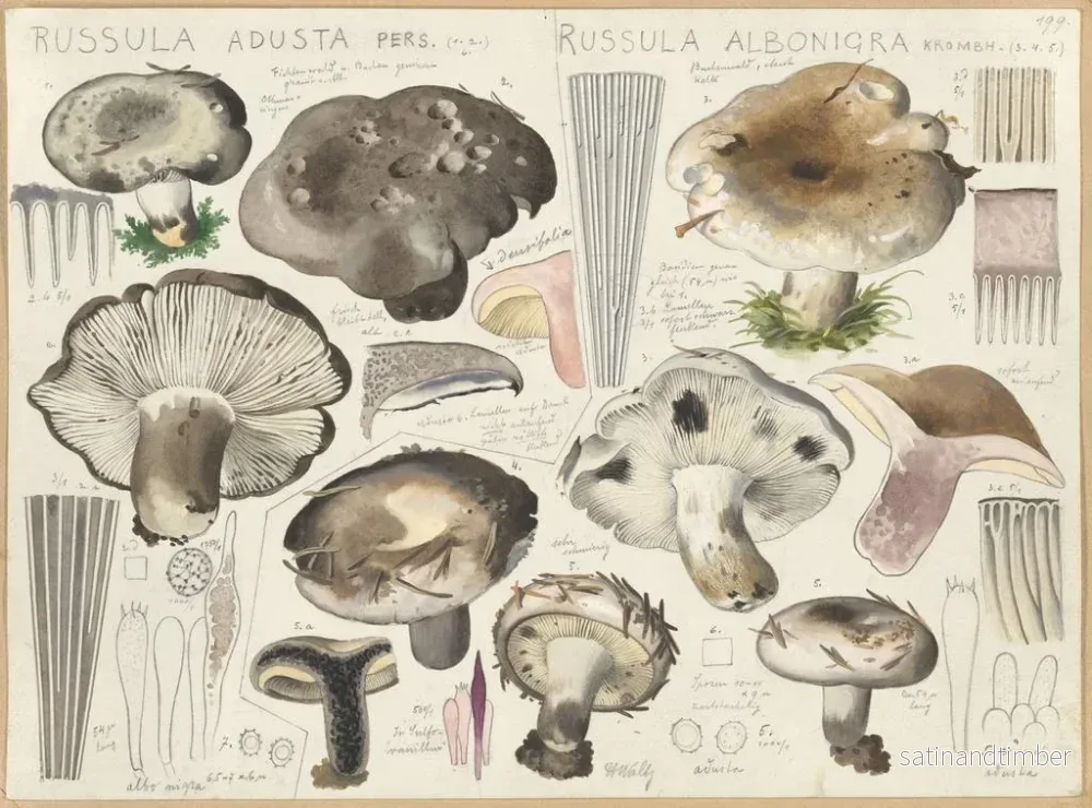 Reproduktion av målningen Russule aduste Russule albonigra - Hans Baldung - Bild 2