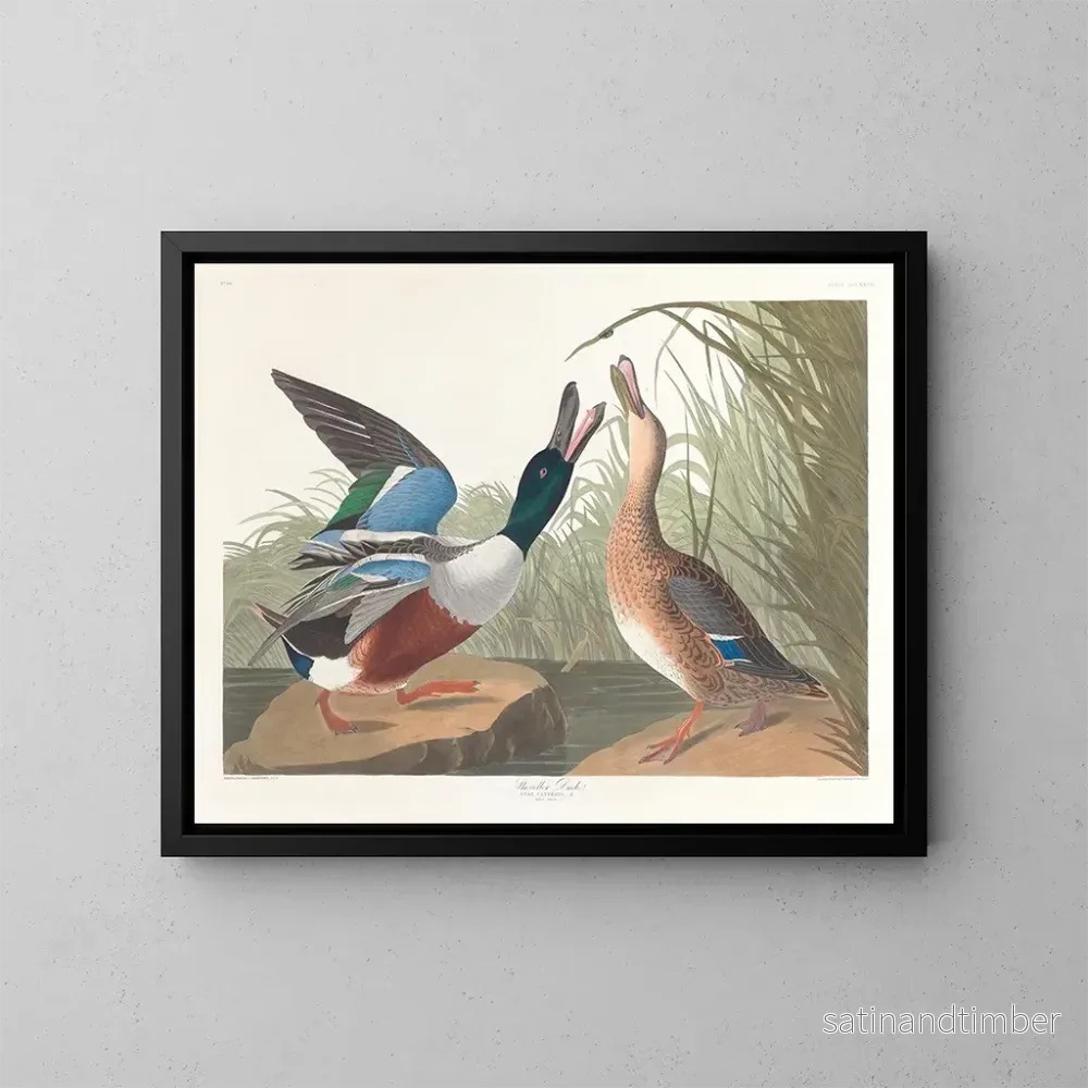 Reproduktion av målningen Kanadagås – John James Audubon Reproduktion av målningen Kanadagås – John James Audubon
