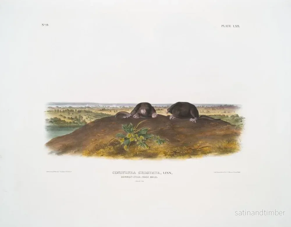 Reproduktion av målningen Condylure à nez étoilé i naturlig storlek - John Woodhouse Audubon - Bild 2