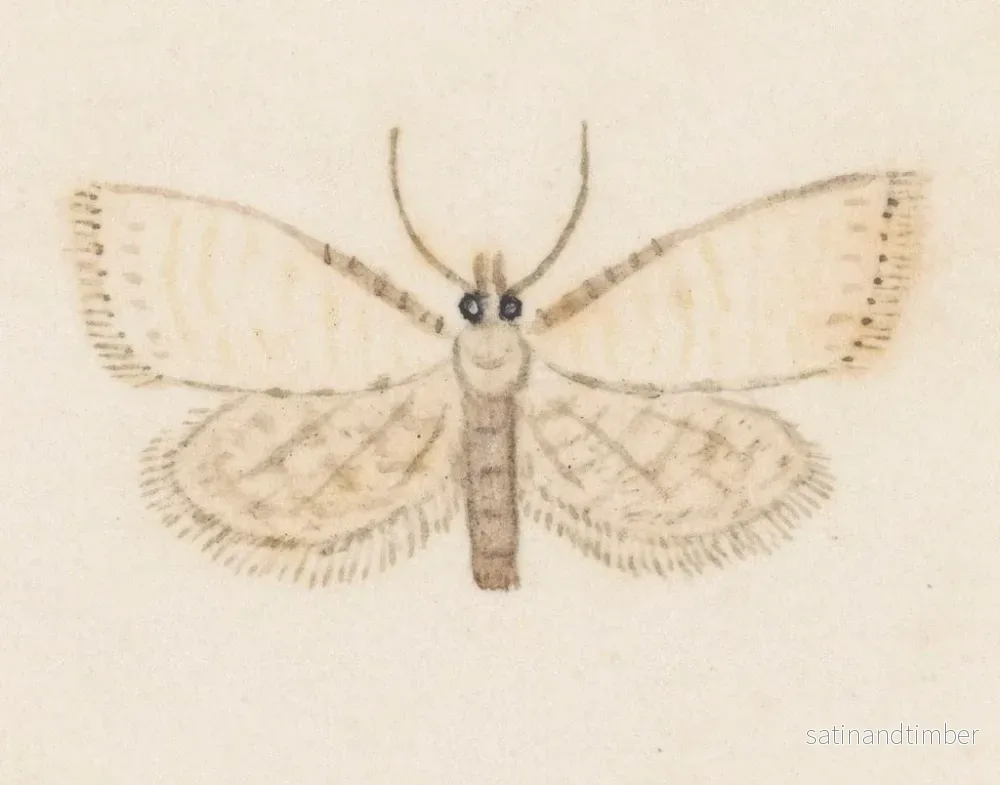 Reproduktion av målningen akvarell av entomologi Pl036 - George Hudson - Bild 2