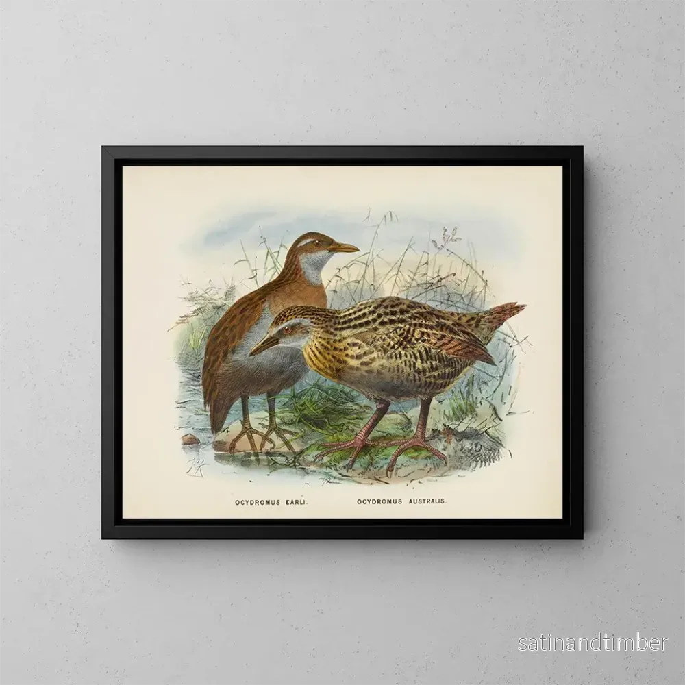 Reproduktion av målningen Ocydromus earli och Ocydromus australis - John Gerrard Keulemans