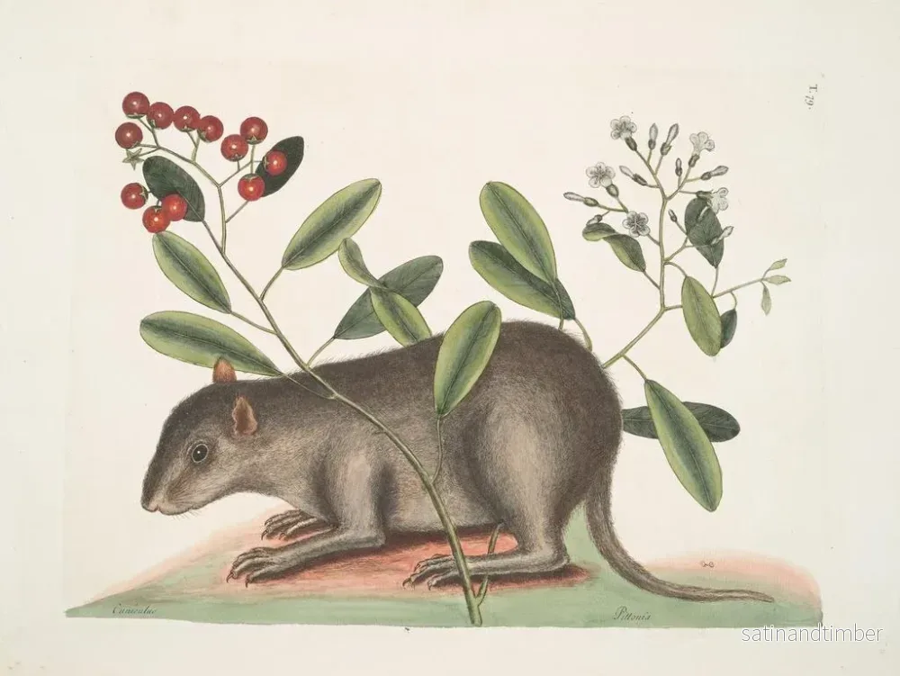 Reproduktion av målningen Cuniculus bahamensis, den bahamaskara coney - Mark Catesby - Bild 2