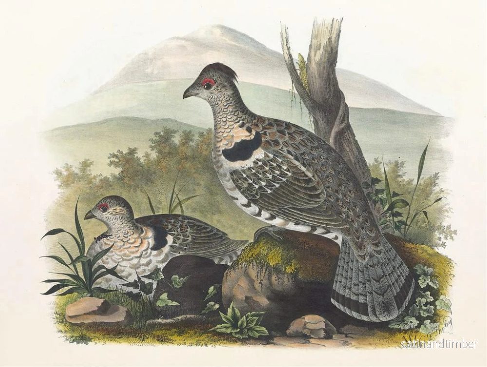 Reproduktion av målningen Gros-bec des arctiques - Daniel Giraud Elliot - Bild 2