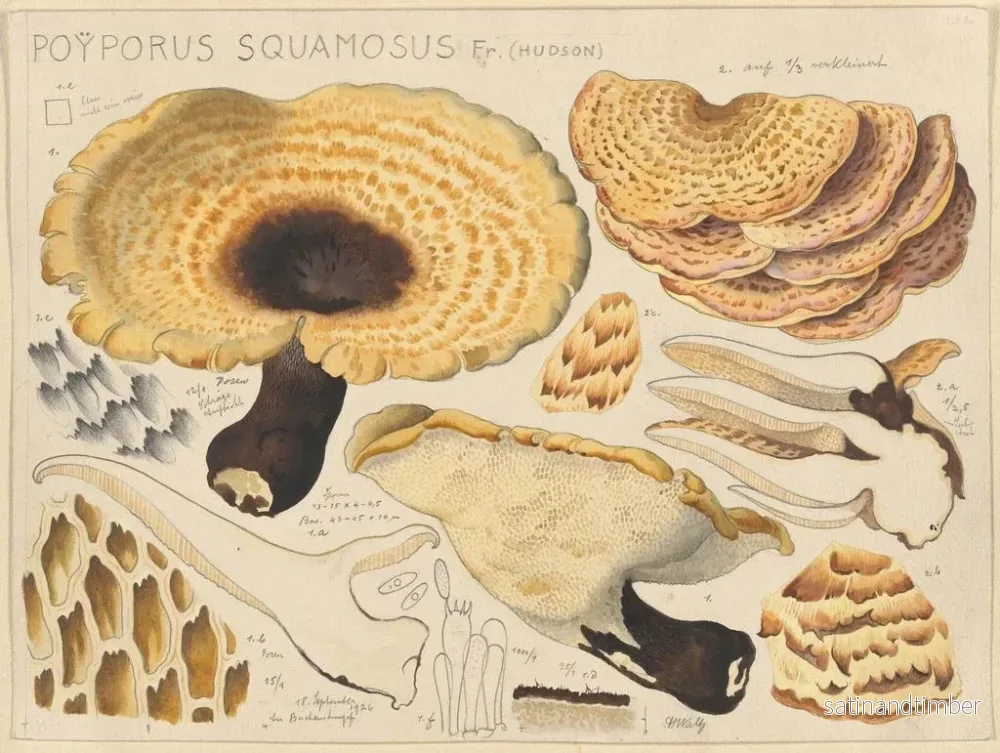 Reproduktion av målningen Poyporus squamosus Fr. Hudson - Hans Baldung - Bild 2