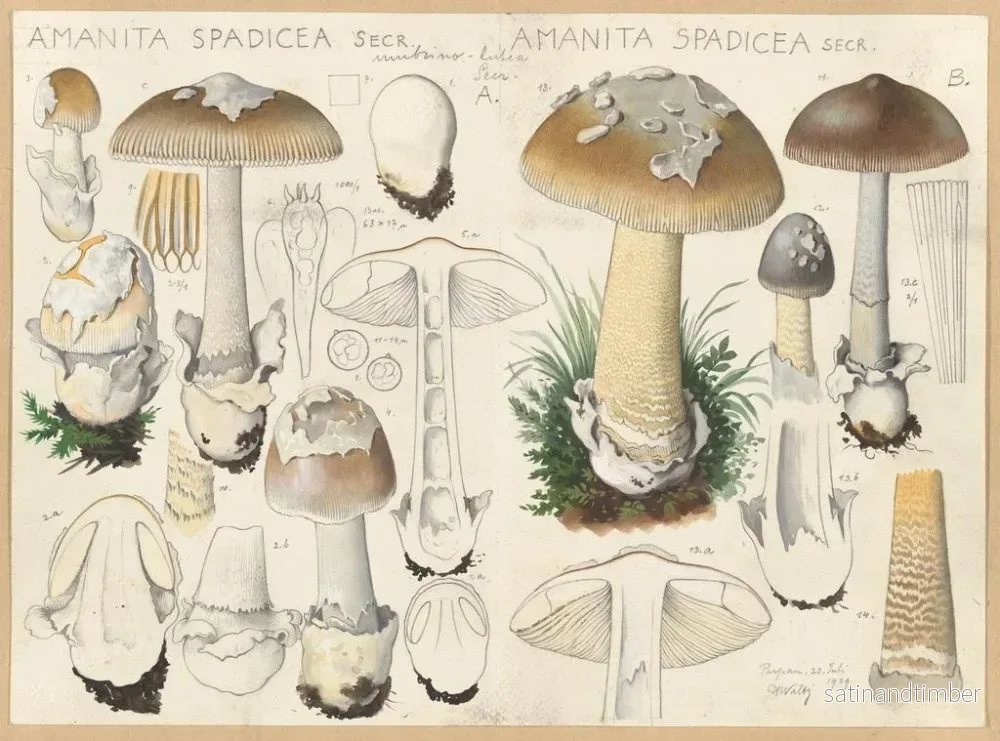 Reproduktion av målningen Amanite spadicee - Hans Baldung - Bild 2