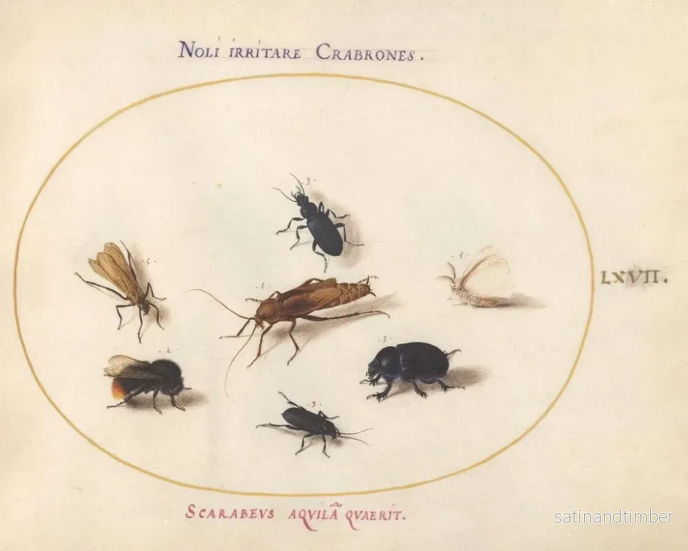 Reproduktion av målningen Platine 67 Sept insekter inklusive en vit fjäril och en bi - Joris Hoefnagel - Bild 2