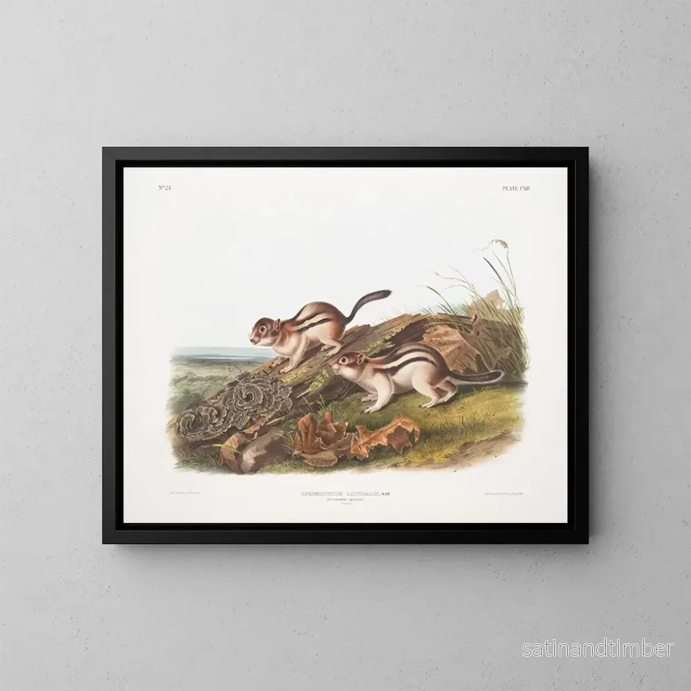 Reproduktion av målningen Spermophile latéral taille naturelle – John Woodhouse Audubon Reproduktion av målningen Spermophile latéral taille naturelle – John Woodhouse Audubon