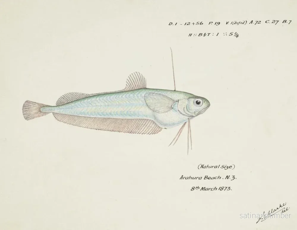 Reproduktion av målningen Auchenocéros punctatus NZ Ahuru - Frank Edward Clarke - Bild 2