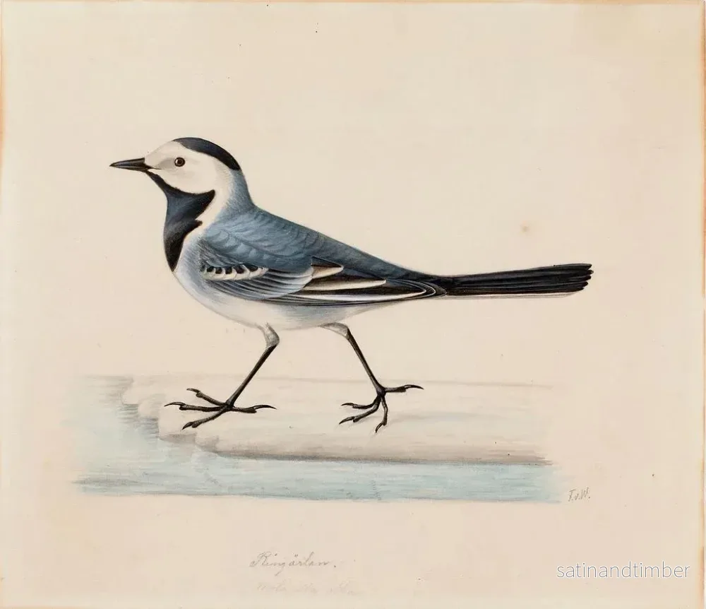 Reproduktion av målningen Bergeronnette grise - Ferdinand von Wright - Bild 2