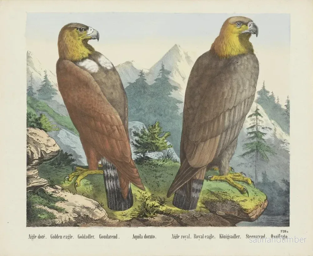 Reproduktion av målningen Aigle royal - Joseph Scholz - Bild 2