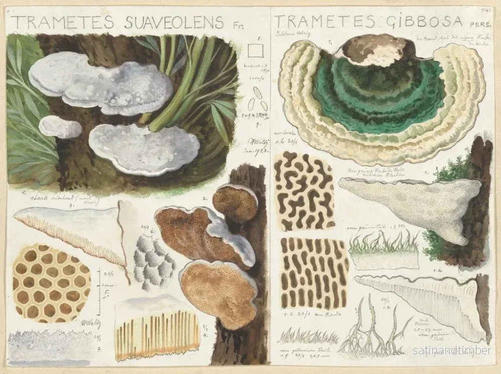 Reproduktion av målningen Trametes gibbosa - Hans Baldung - Bild 2