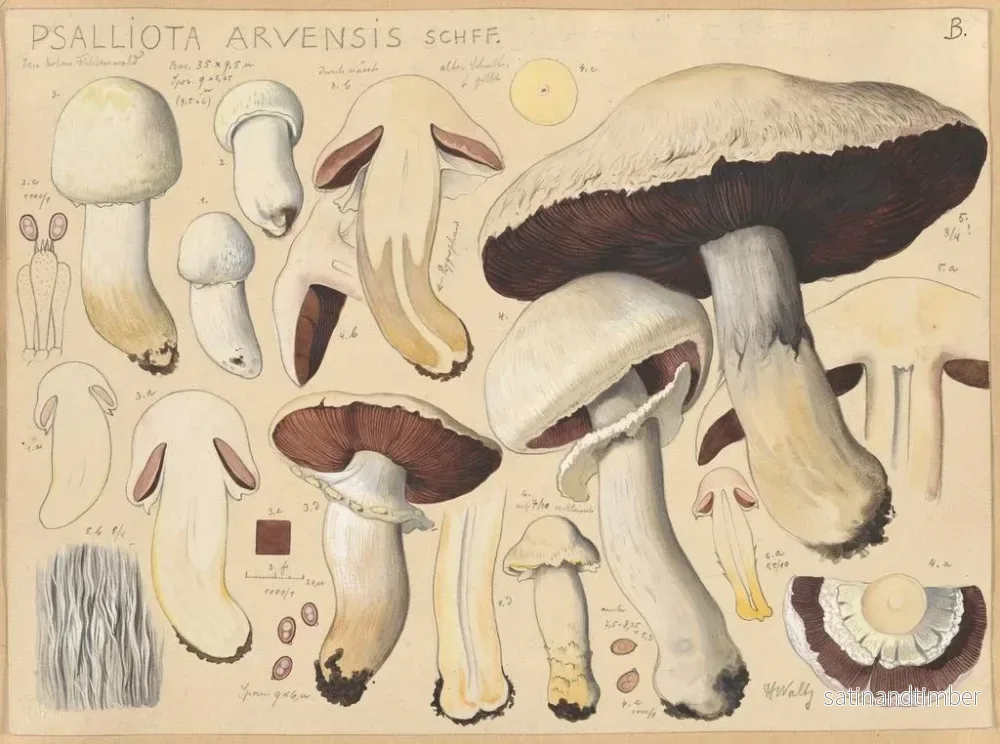 Reproduktion av målningen Psalliote des champs - Hans Baldung - Bild 2