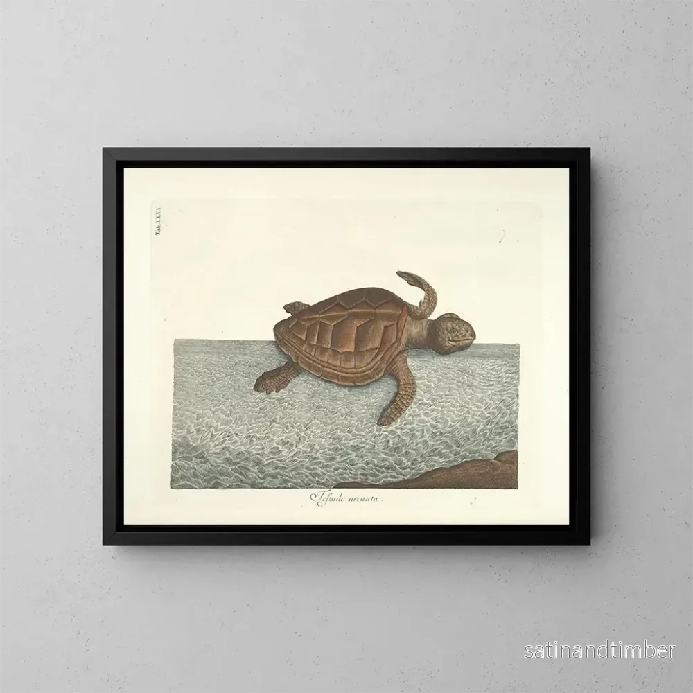 Reproduktion Bilder av fisk, ormar, insekter – Mark Catesby — plansch 040